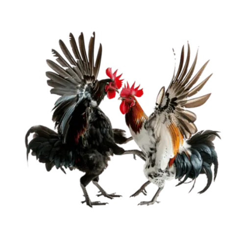 Khalti88 Nepal Cockfighting